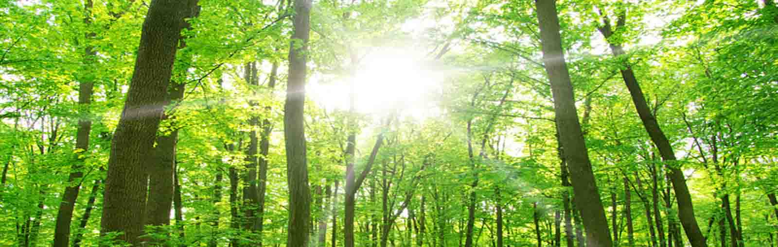 Inviting Peace wowslider.net